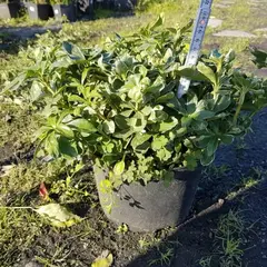 Пахизандра верхушечная Грин Карпет