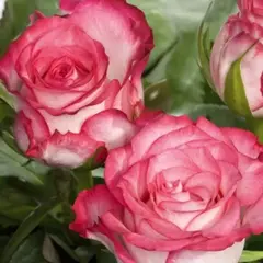 Роза чайно-гибридная Н-Джой