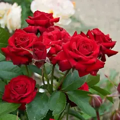 Роза флорибунда Никколо Паганини