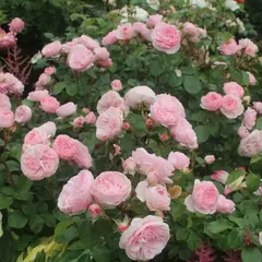 Роза флорибунда Мариатерезия