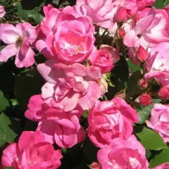 Роза флорибунда Родин