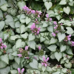 Яснотка пятнистая Пинк Пьютер