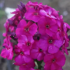 Флокс метельчатый Кинг