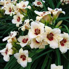 Лилейник Pandora's Box