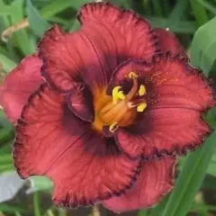 Лилейник Берилишез