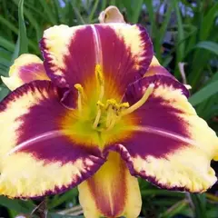 Лилейник Блуберри Крим