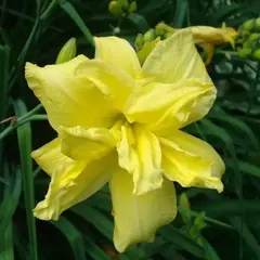 Лилейник Дабл Ривэ Вай