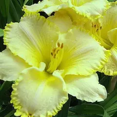 Лилейник Вилла Ванилла