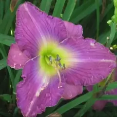 Лилейник Анчатед Вотерс