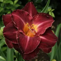 Лилейник Бургунди Лав