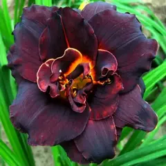 Лилейник Voodoo Dancer махровый