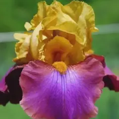 Ирис бородатый Гала Мадрид