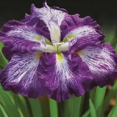 Ирис мечевидный Несса-Но-Мей