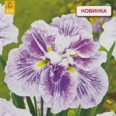 Ирис мечевидный Cheese cake