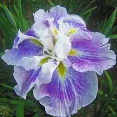 Ирис мечевидный Энджел Маунтаин