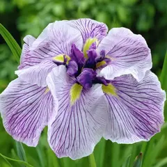 Ирис мечевидный Грейвудс Катрина