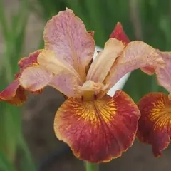 Ирис сибирский Паприкаш