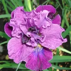 Ирис сибирский Spindazzle