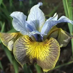 Ирис сибирский Uncorked