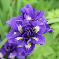 Ирис сибирский Кабум