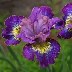 Ирис сибирский Хау Аудейшиос