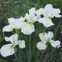 Ирис сибирский Харпсвелл Хеппинесс