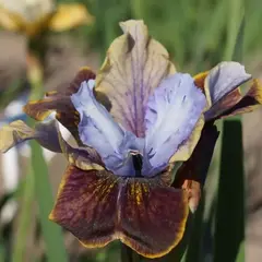 Ирис сибирский Black Joker