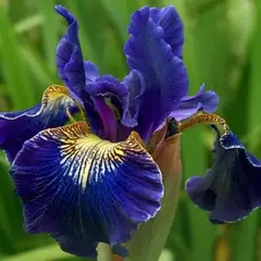 Ирис сибирский Голден Эдж