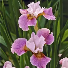 Ирис сибирский Данс Балерина Данс