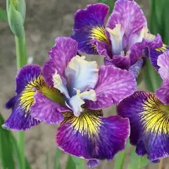 Ирис сибирский Чарминг Билли