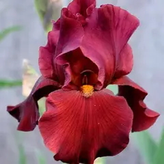 Ирис германский Уор Чиф