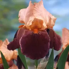 Ирис германский Симаррон Стрип