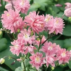 Аквилегия Пинк Барлоу