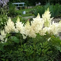 Астильба Вижнс ин Вайт