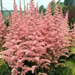 Астильба Глиттер энд Гламур