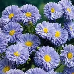 Астра Мари Баллард