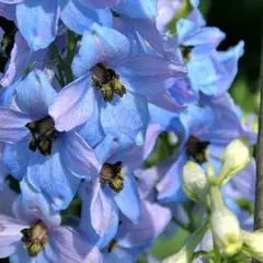 Дельфиниум высокий Моргентау