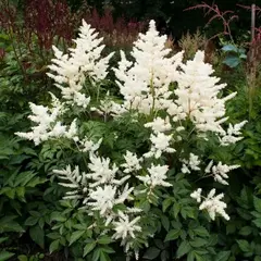 Астильба Дойчланд