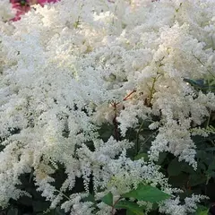 Астильба Браутшлеер