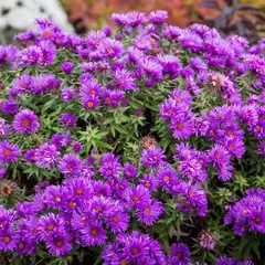 Астра Пурпл Доум