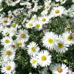 Астра Сноуспрайт