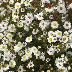 Астра Уайт Ледиз