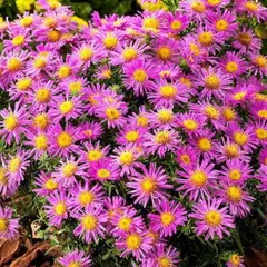 Астра Элис Хэслем