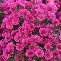 Астра Роял Руби