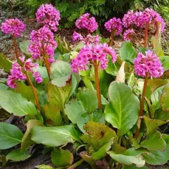 Бадан сердцелистный Пурпуреа