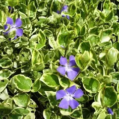 Барвинок малый Аргентеовариегата