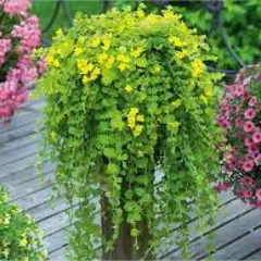 Вербейник монетчатый