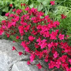 Гвоздика травянка Спленденс