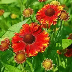 Гелениум Челси