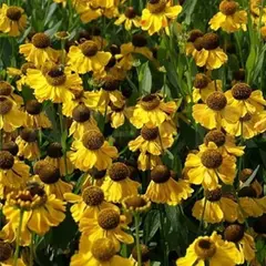 Гелениум Эльдорадо